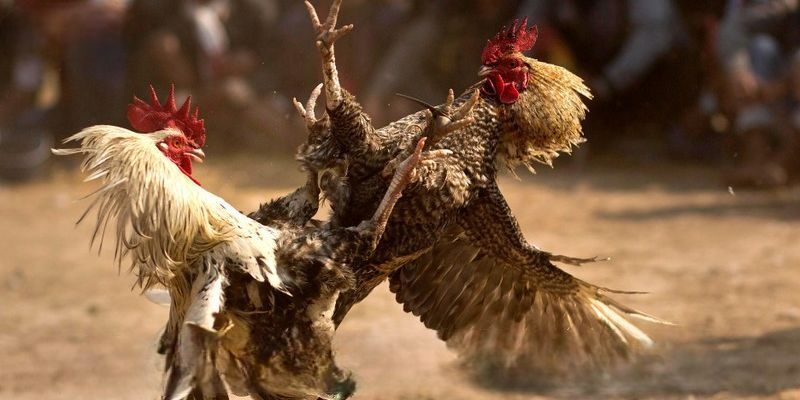 Đá Gà Debet - Xem Live 100+ Trận Đấu Thomo Kịch Tính