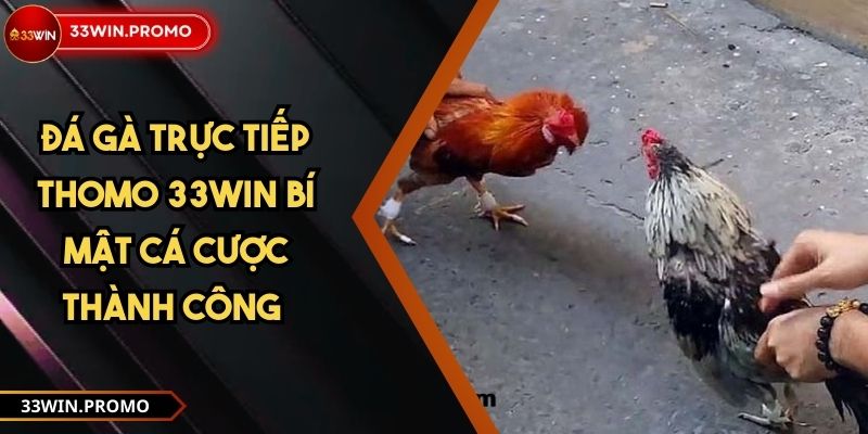 đá gà trực tiếp thomo 
